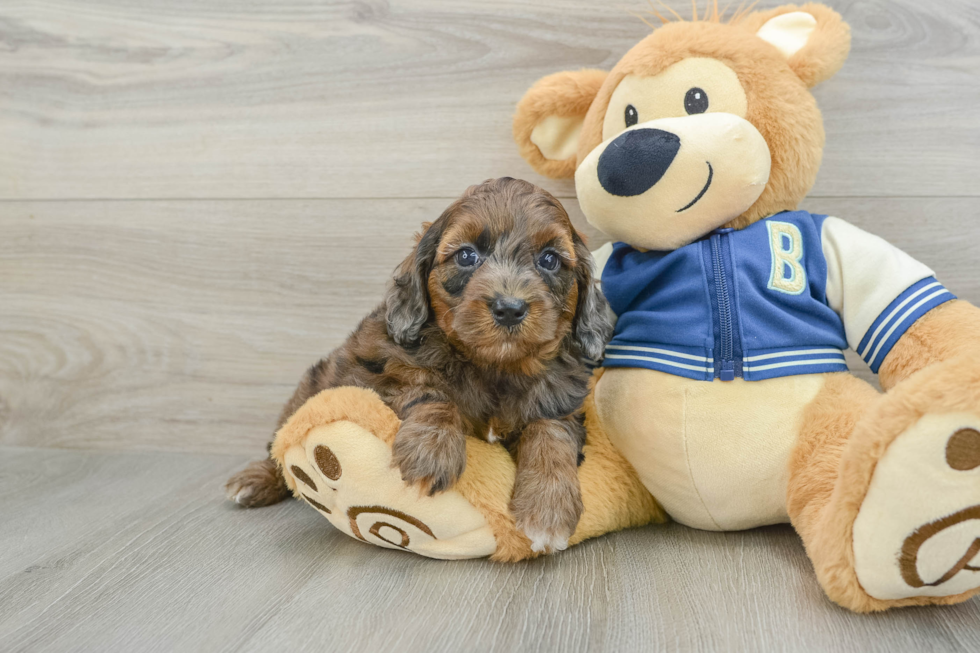 Cockapoo Puppy for Adoption