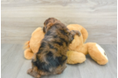 Cockapoo Pup Being Cute