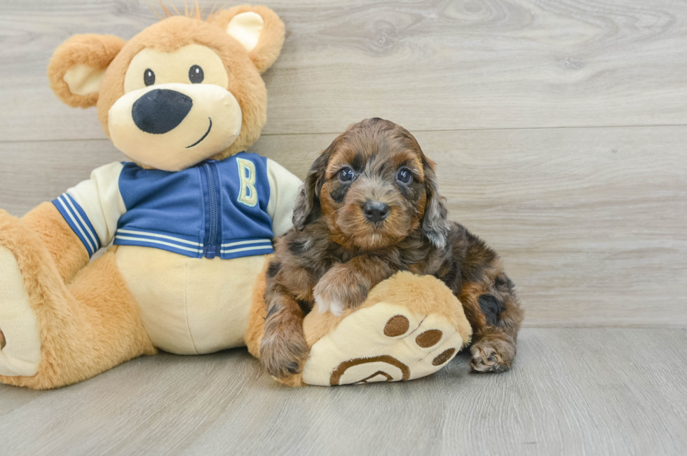 5 week old Cockapoo Puppy For Sale - Premier Pups