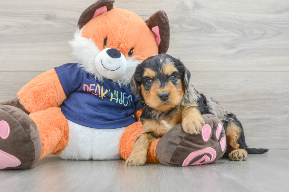 5 week old Cockapoo Puppy For Sale - Premier Pups
