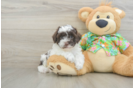Cockapoo Puppy for Adoption