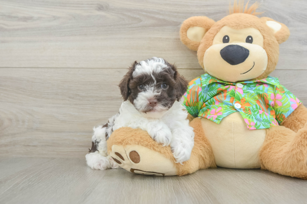 5 week old Cockapoo Puppy For Sale - Premier Pups