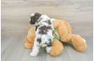 Cockapoo Pup Being Cute