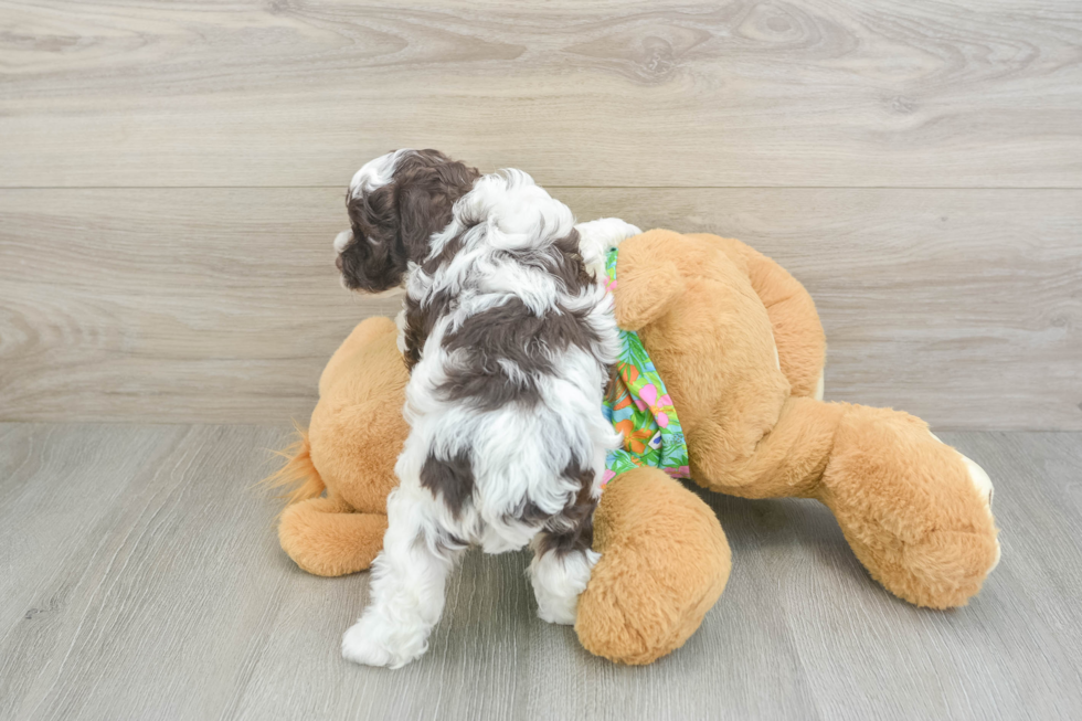 Cockapoo Pup Being Cute