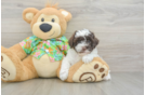 Cockapoo Pup Being Cute