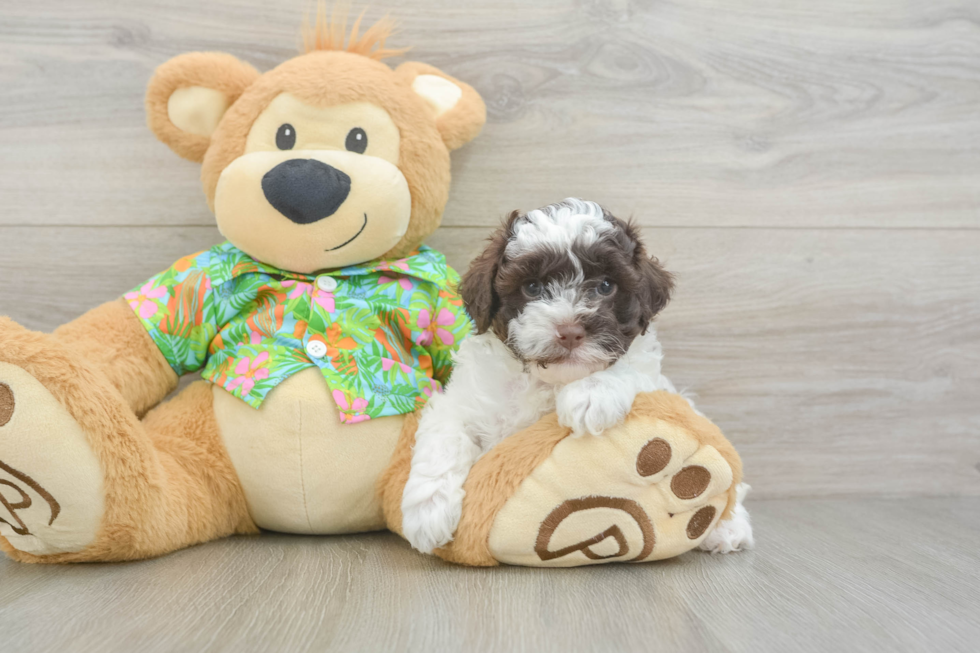 Cockapoo Pup Being Cute
