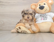 8 week old Cockapoo Puppy For Sale - Premier Pups