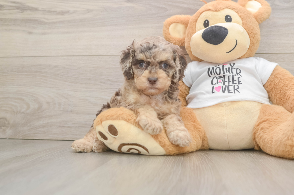 6 week old Cockapoo Puppy For Sale - Premier Pups