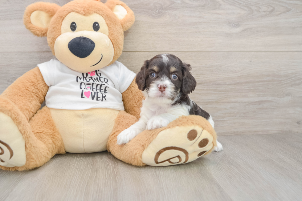 Popular Cockapoo Poodle Mix Pup