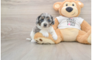 Popular Cockapoo Poodle Mix Pup