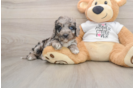 Energetic Cocker Doodle Poodle Mix Puppy