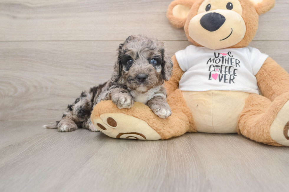 Energetic Cocker Doodle Poodle Mix Puppy