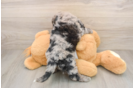 Popular Cockapoo Poodle Mix Pup