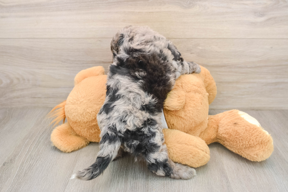 Popular Cockapoo Poodle Mix Pup