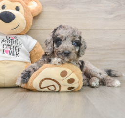 5 week old Cockapoo Puppy For Sale - Premier Pups