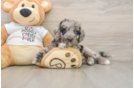 Best Cockapoo Baby