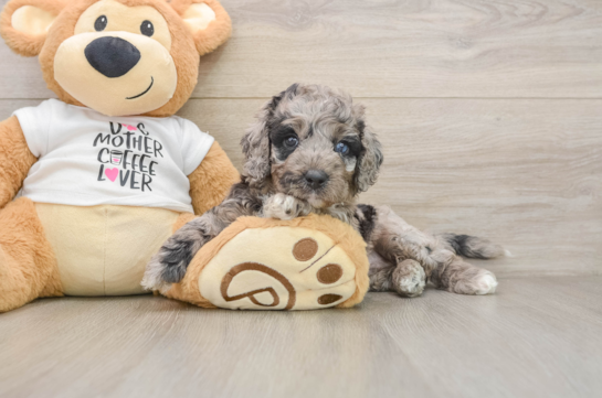 Best Cockapoo Baby
