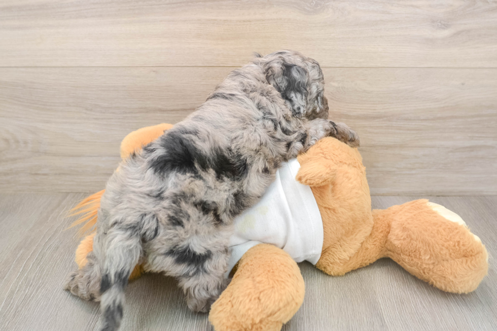 Best Cockapoo Baby