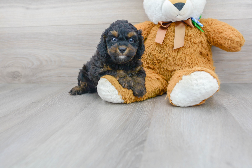 Little Cockerpoo Poodle Mix Puppy