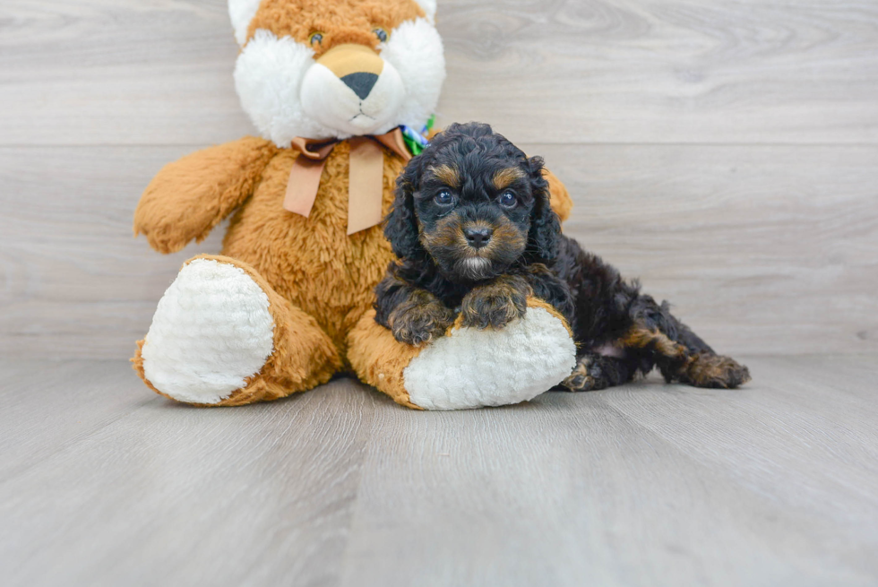 Best Cockapoo Baby