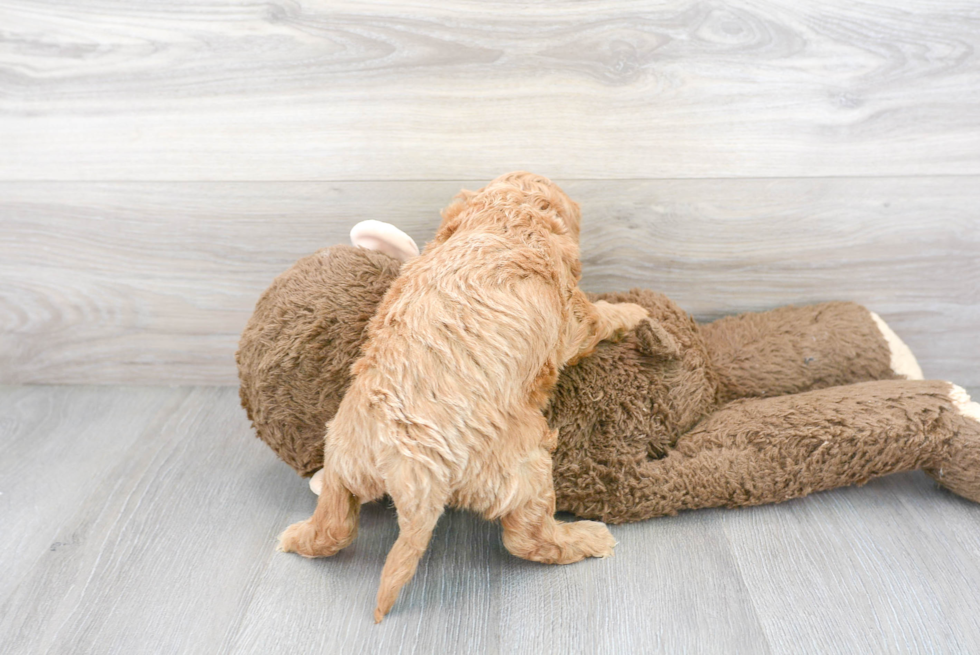 Hypoallergenic Cockerpoo Poodle Mix Puppy