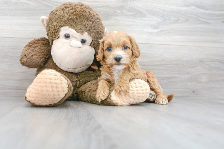 Playful Cockerpoo Poodle Mix Puppy