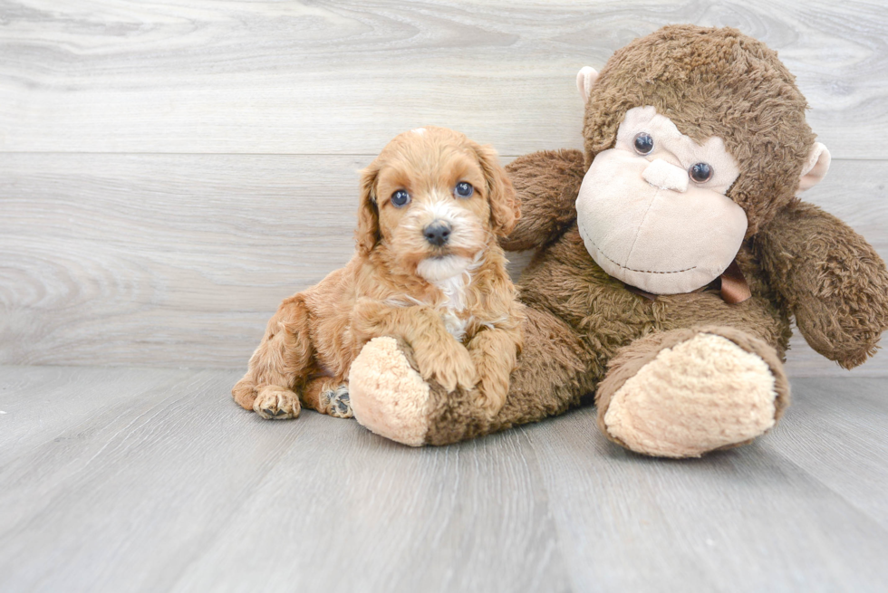 Funny Cockapoo Poodle Mix Pup