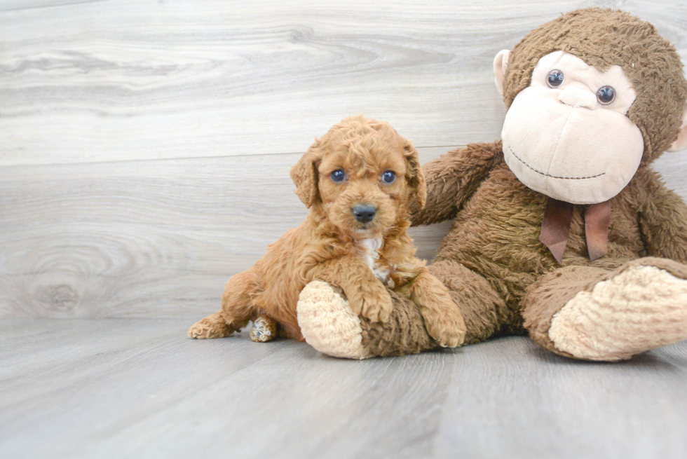 Cockapoo Pup Being Cute