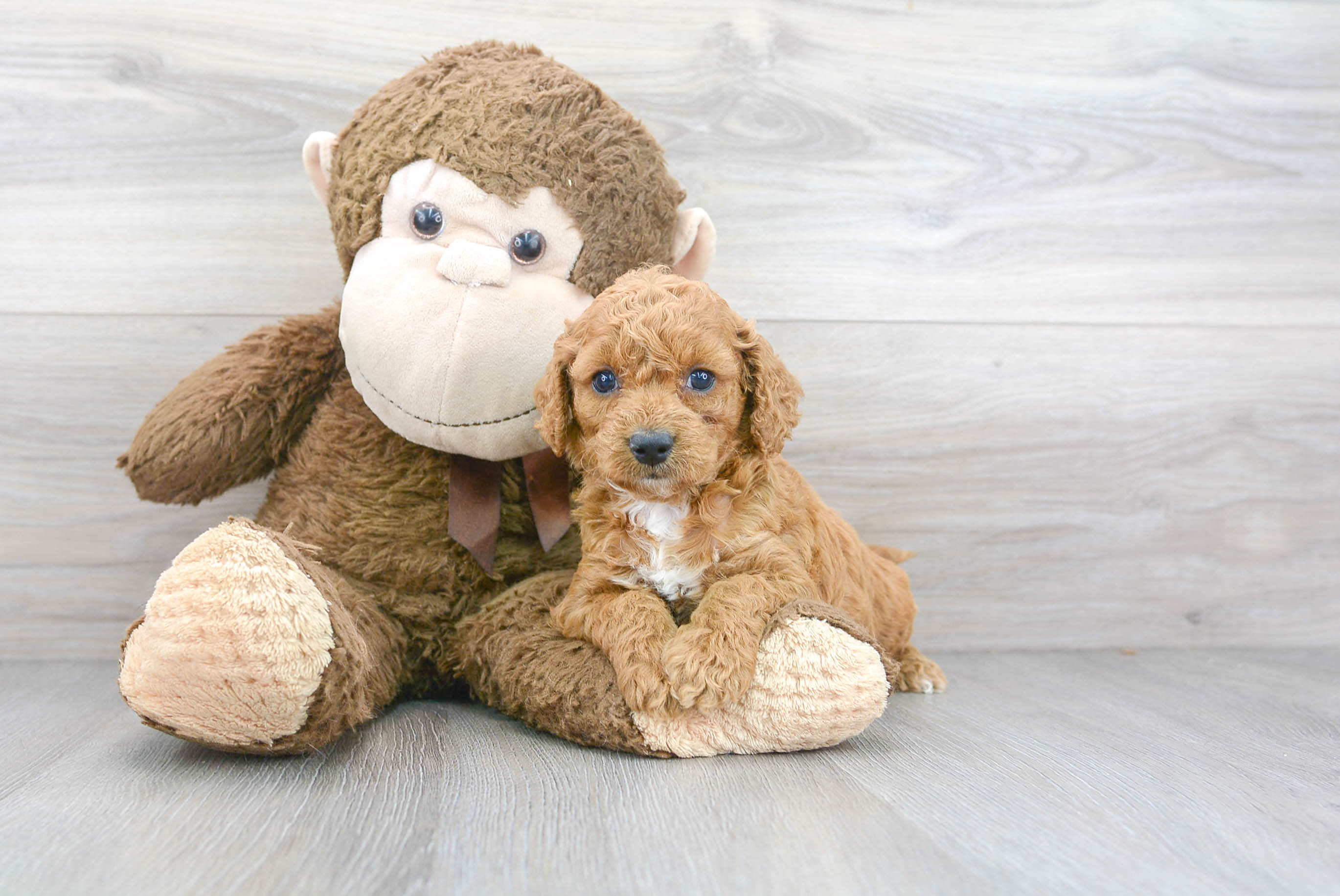 Best Cockapoo Baby
