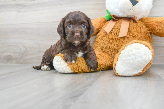 Smart Cockapoo Poodle Mix Pup