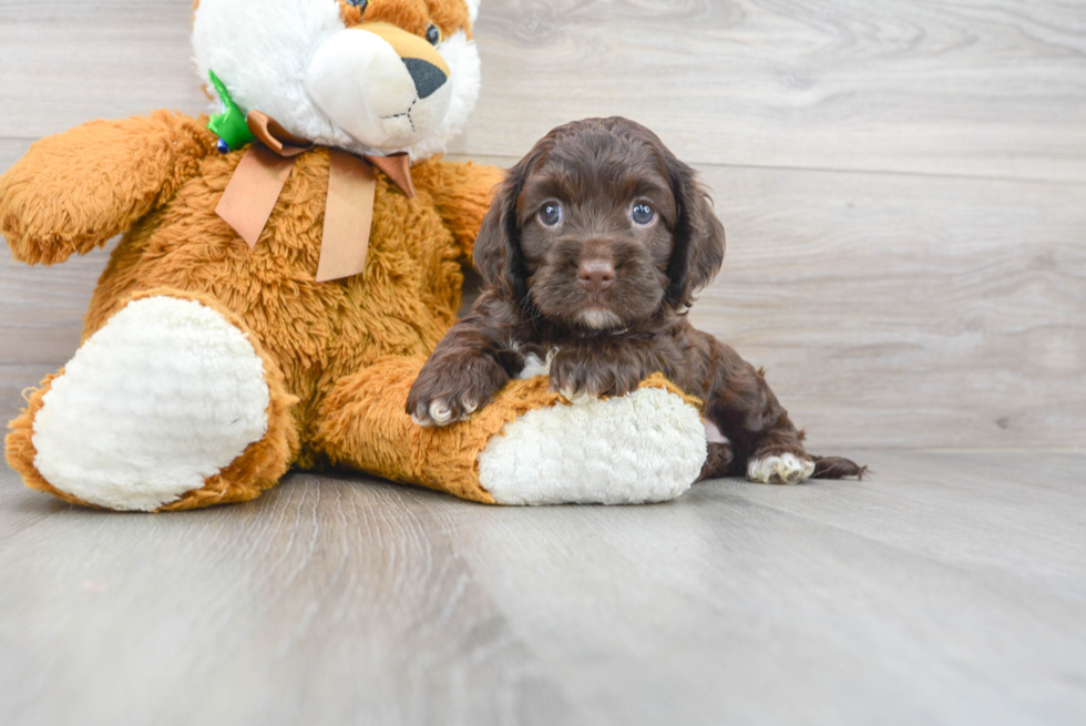 Fluffy Cockapoo Poodle Mix Pup