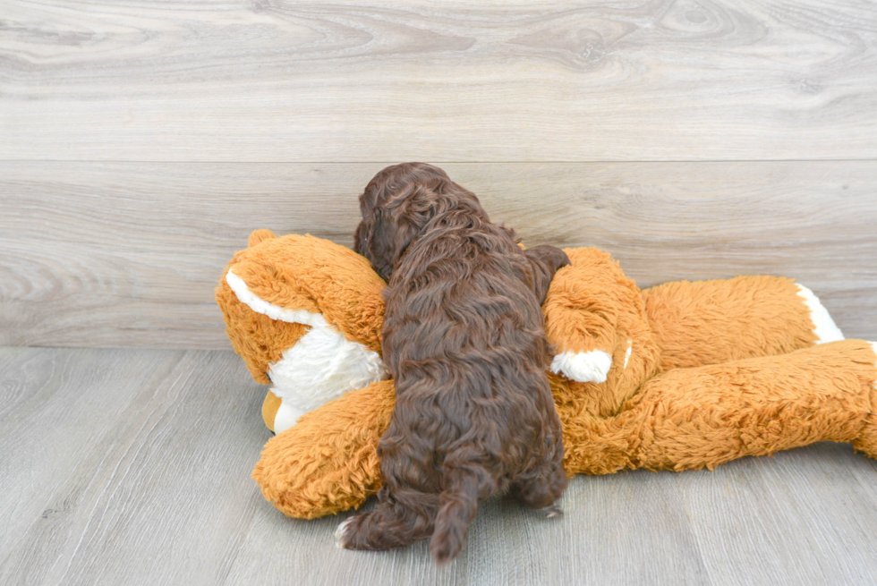 Happy Cockapoo Baby