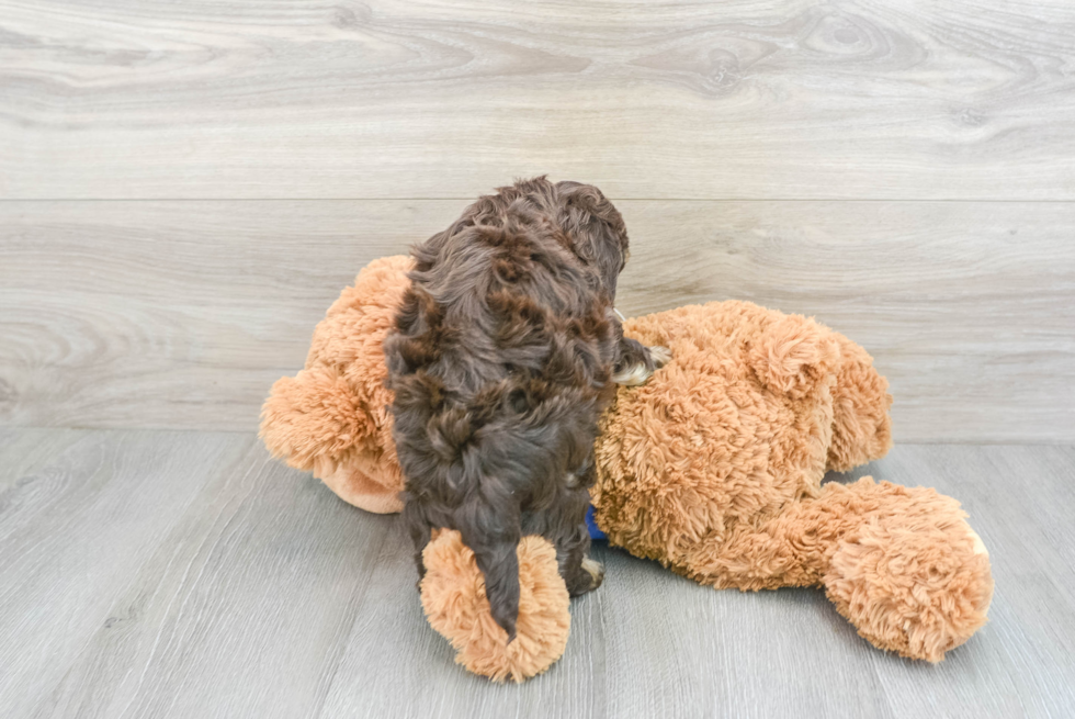 Cockapoo Pup Being Cute