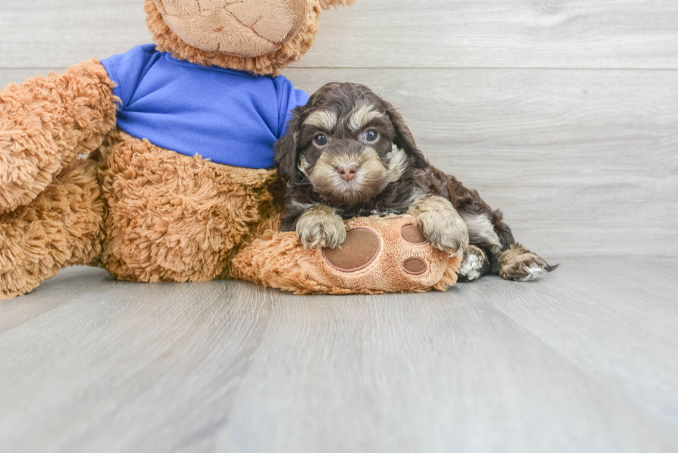 Cockapoo Pup Being Cute