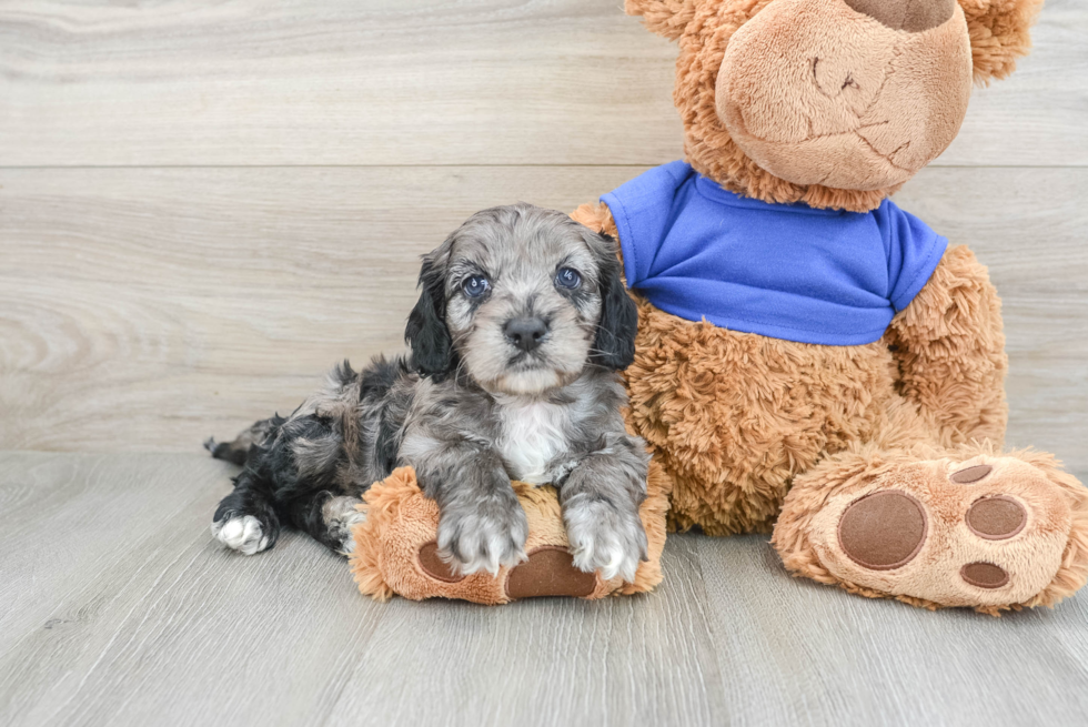 Cockapoo Pup Being Cute