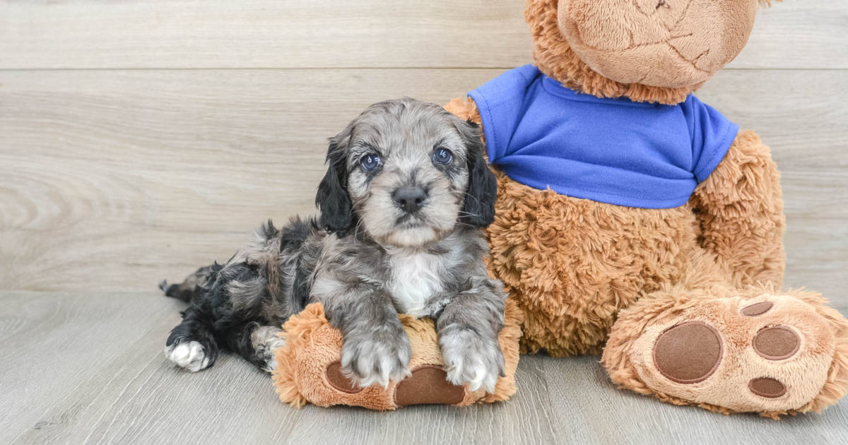 Smart Cockapoo Gentry: 5lb 7oz Doodle Puppy