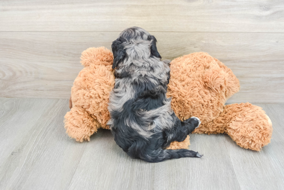 Fluffy Cockapoo Poodle Mix Pup