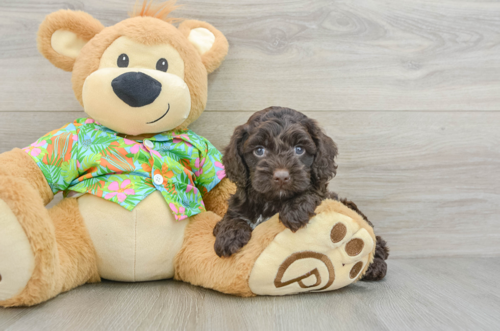 5 week old Cockapoo Puppy For Sale - Premier Pups