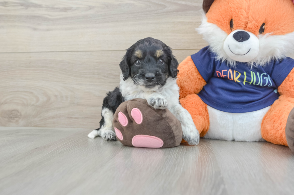 5 week old Cockapoo Puppy For Sale - Premier Pups
