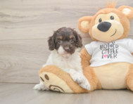 7 week old Cockapoo Puppy For Sale - Premier Pups
