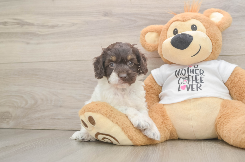 6 week old Cockapoo Puppy For Sale - Premier Pups