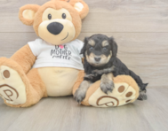 5 week old Cockapoo Puppy For Sale - Premier Pups