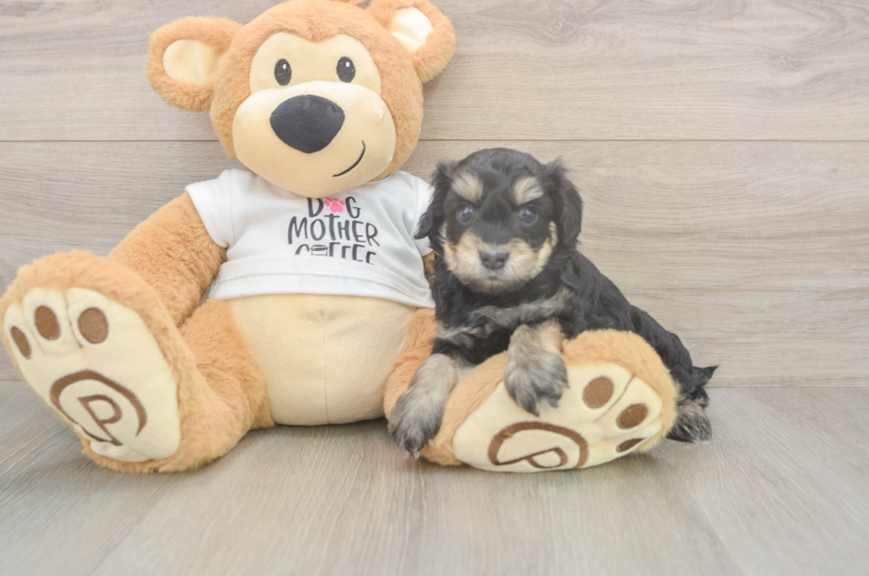 5 week old Cockapoo Puppy For Sale - Premier Pups