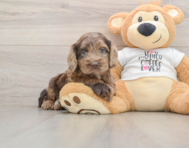 6 week old Cockapoo Puppy For Sale - Premier Pups
