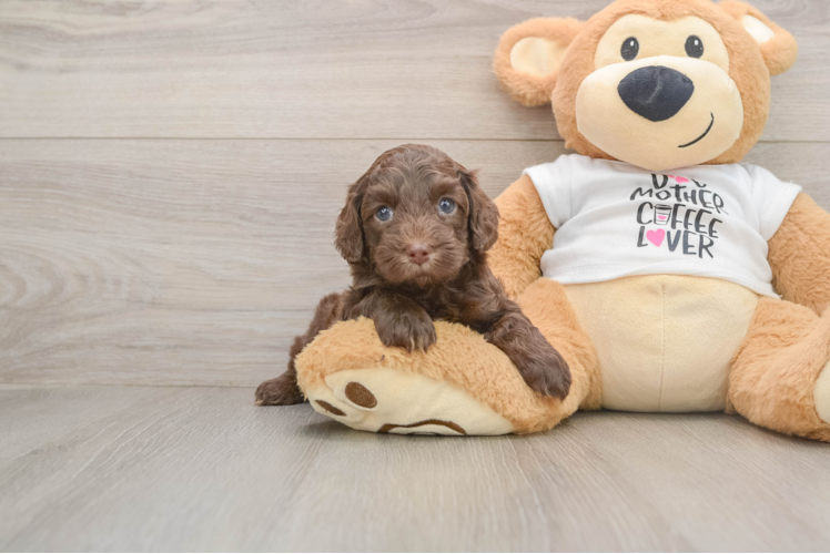 Cute Cockapoo Baby