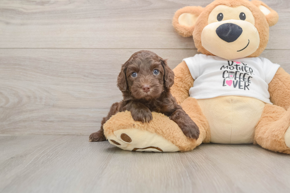 Cute Cockapoo Baby