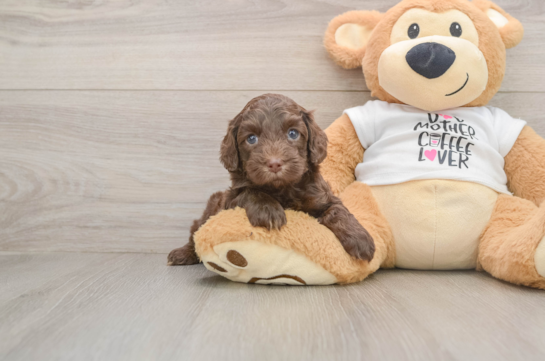 Cute Cockapoo Baby