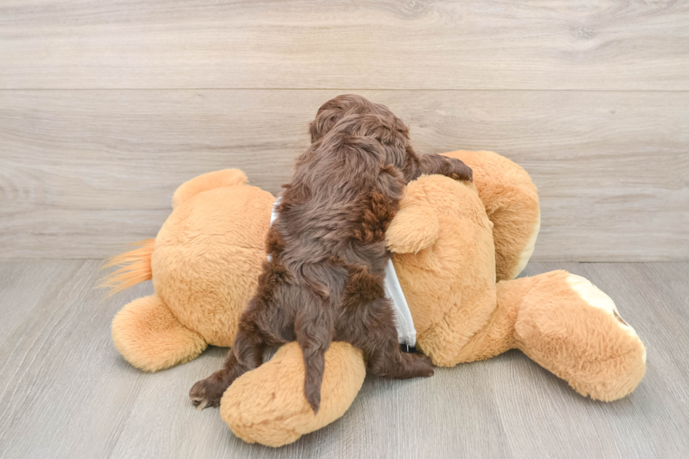 Energetic Cocker Doodle Poodle Mix Puppy