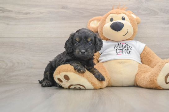 Cockapoo Puppy for Adoption