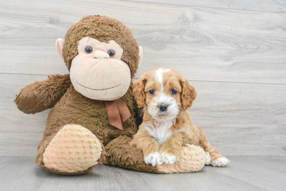 Cockapoo Pup Being Cute